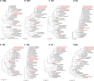 H9N2 Viruses Isolated From Mammals Replicated in Mice at Higher Levels Than Avian-Origin Viruses